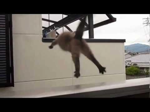 efault.jpg67009eb105c7a - Dream About Cat Jumping Off Balcony – Spiritual and Psychological Insights