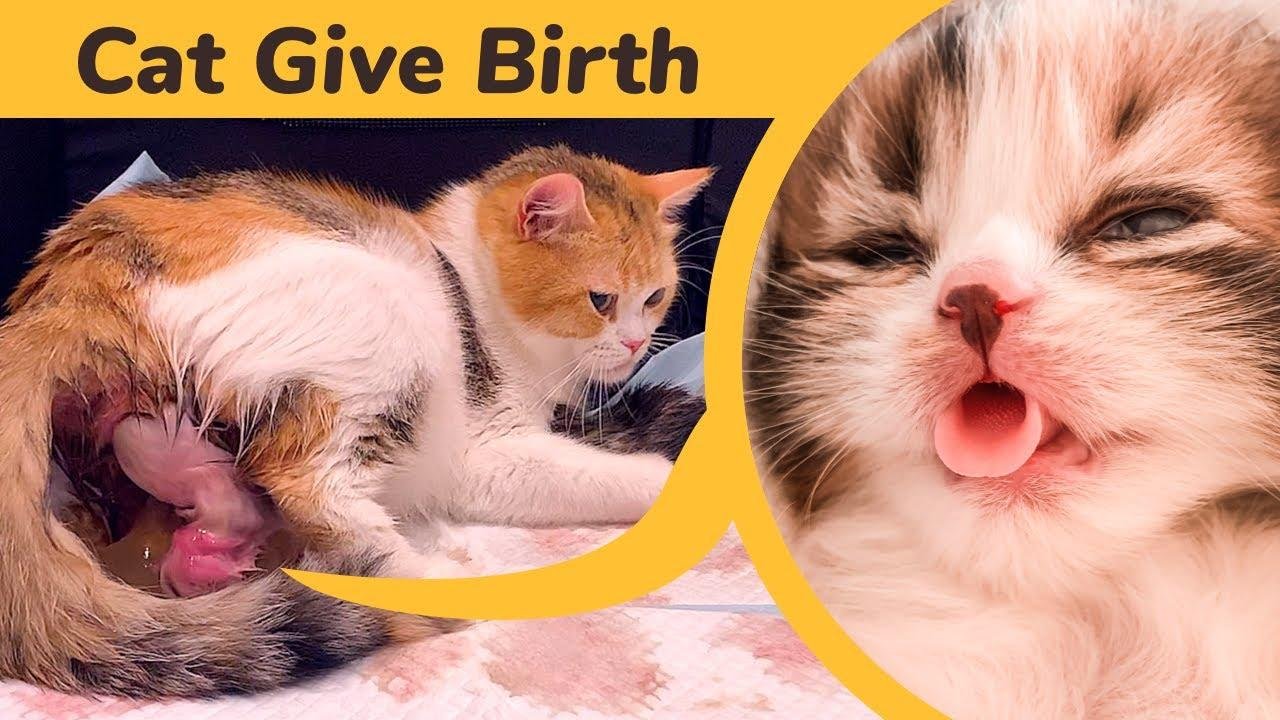 efault.jpg670165895da6b - Dream About Cat Giving Birth – Exploring the Meaning