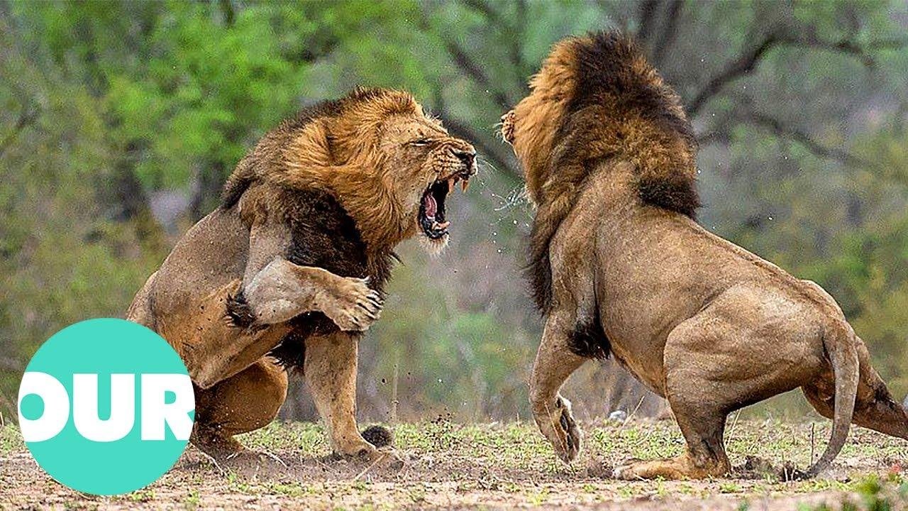 efault.jpg670165d7364c6 - Dream About Lions Fighting – Exploring the Meaning