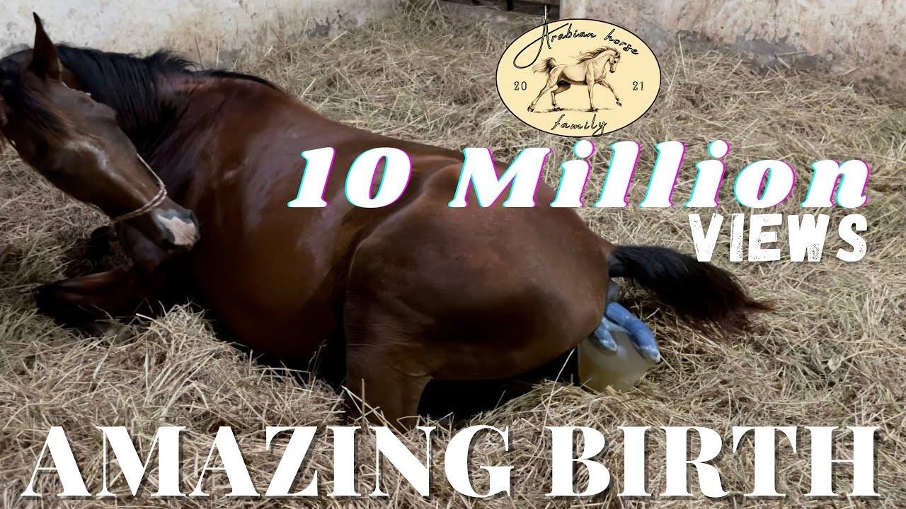 efault.jpg6702f7c5e195f - Dream About Horse Giving Birth – What It Could Indicate