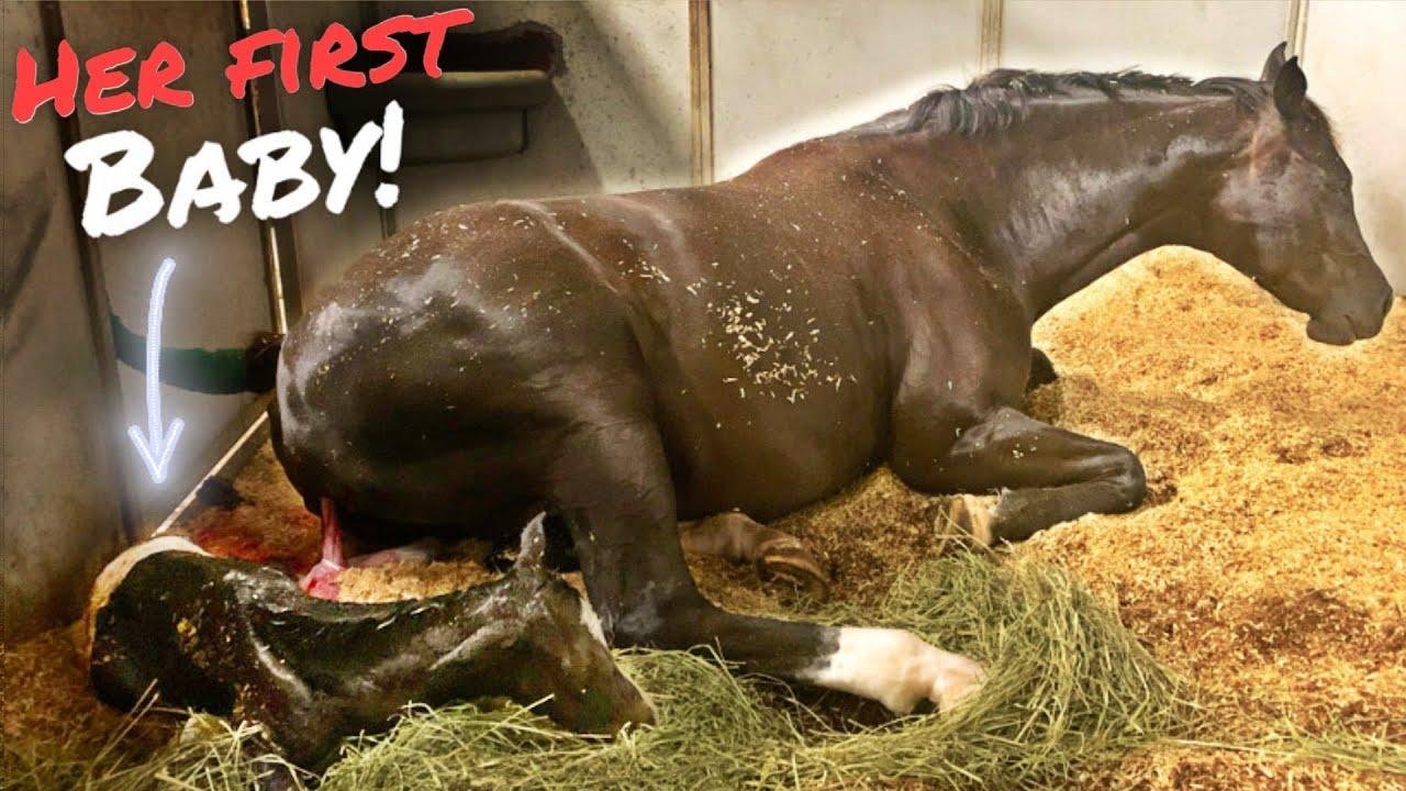 efault.jpg6702f7cac4b73 - Dream About Horse Giving Birth – What It Could Indicate