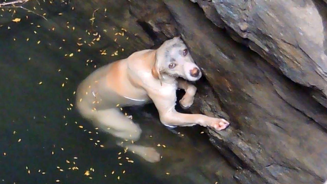 efault.jpg6703142bb65f4 - Dream About Dog Drowning – Decoding the Message