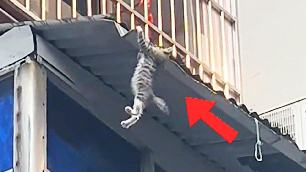 efault.jpg6707c8da53c86 - Dream About Cat Falling Off Balcony – Spiritual and Psychological Insights