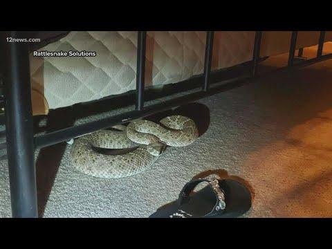efault.jpg6708732b84e00 - Dream About Snake Under Bed – Spiritual and Psychological Insights