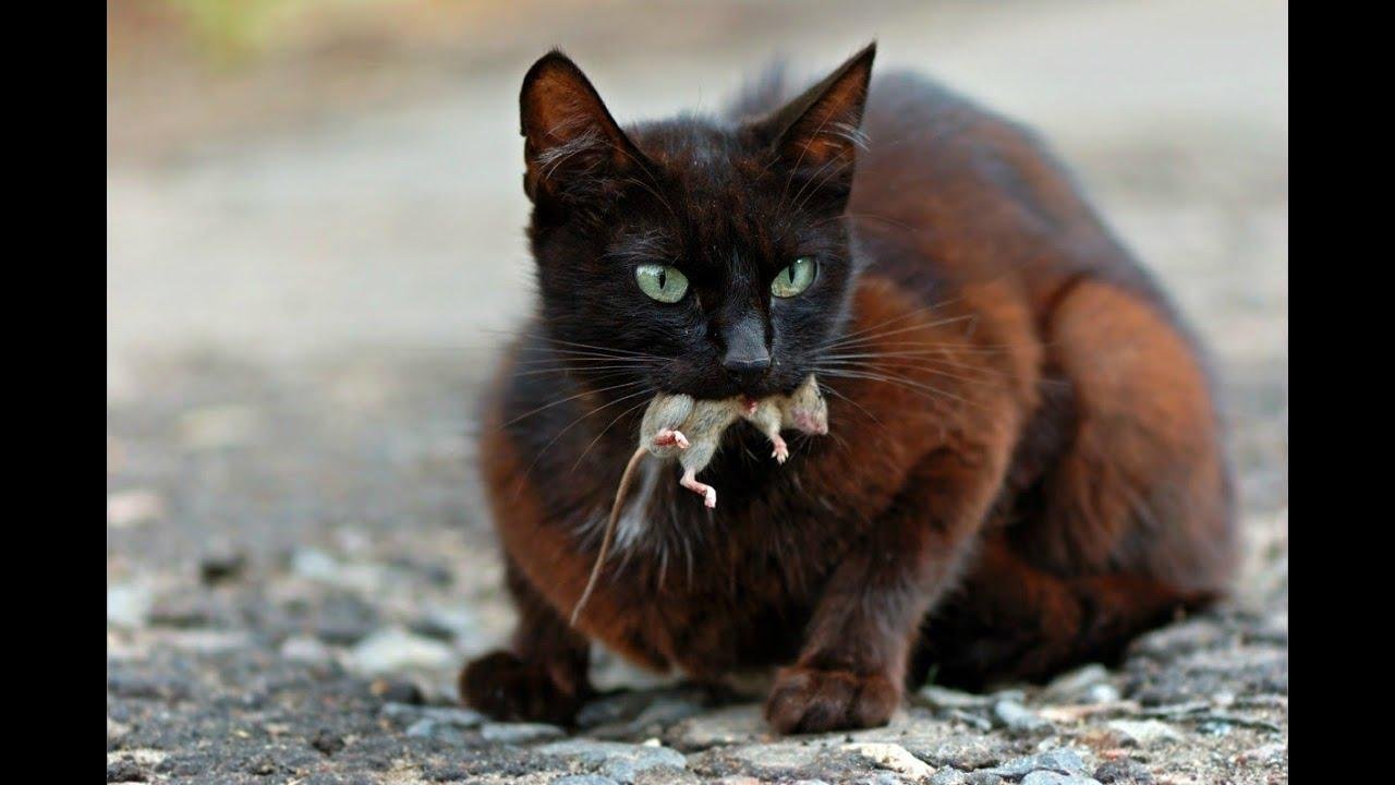 efault.jpg6708fe69b97cf - Dream About Cat Killing A Rat – Exploring the Meaning