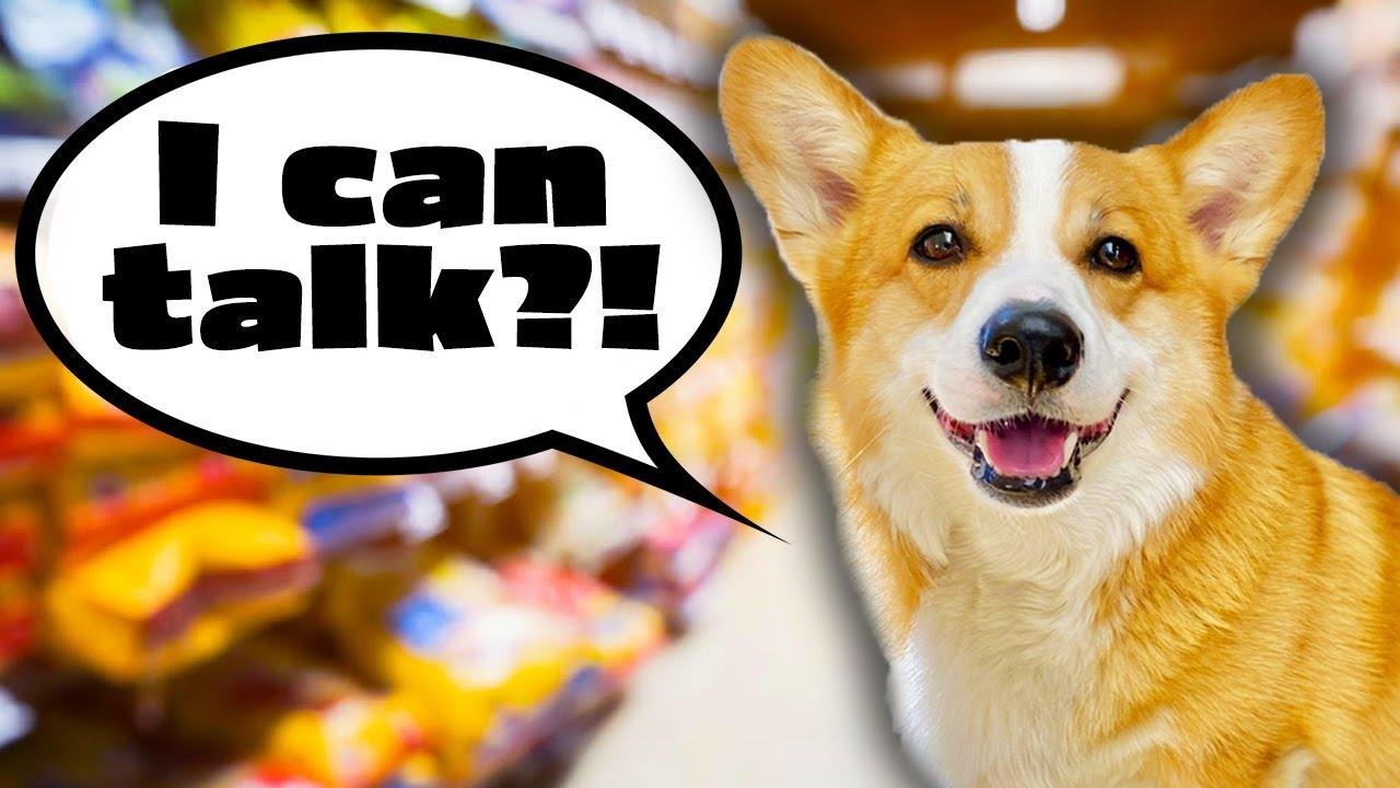 efault.jpg6709ca697eebe - Dream About Dog Talking – Analysis and Explanation