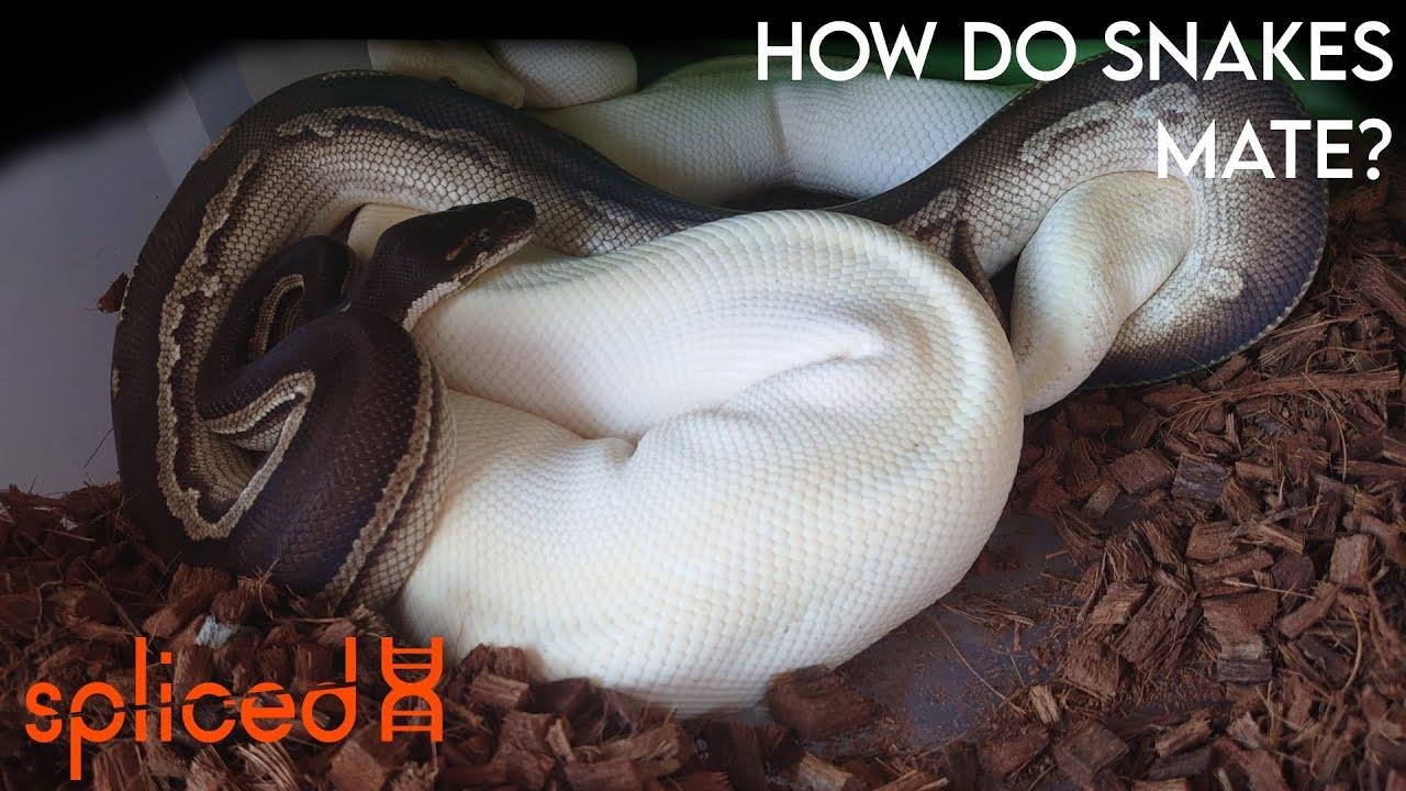 efault.jpg670a0ec8871b2 - Dream About Snake Mating – What It Could Indicate