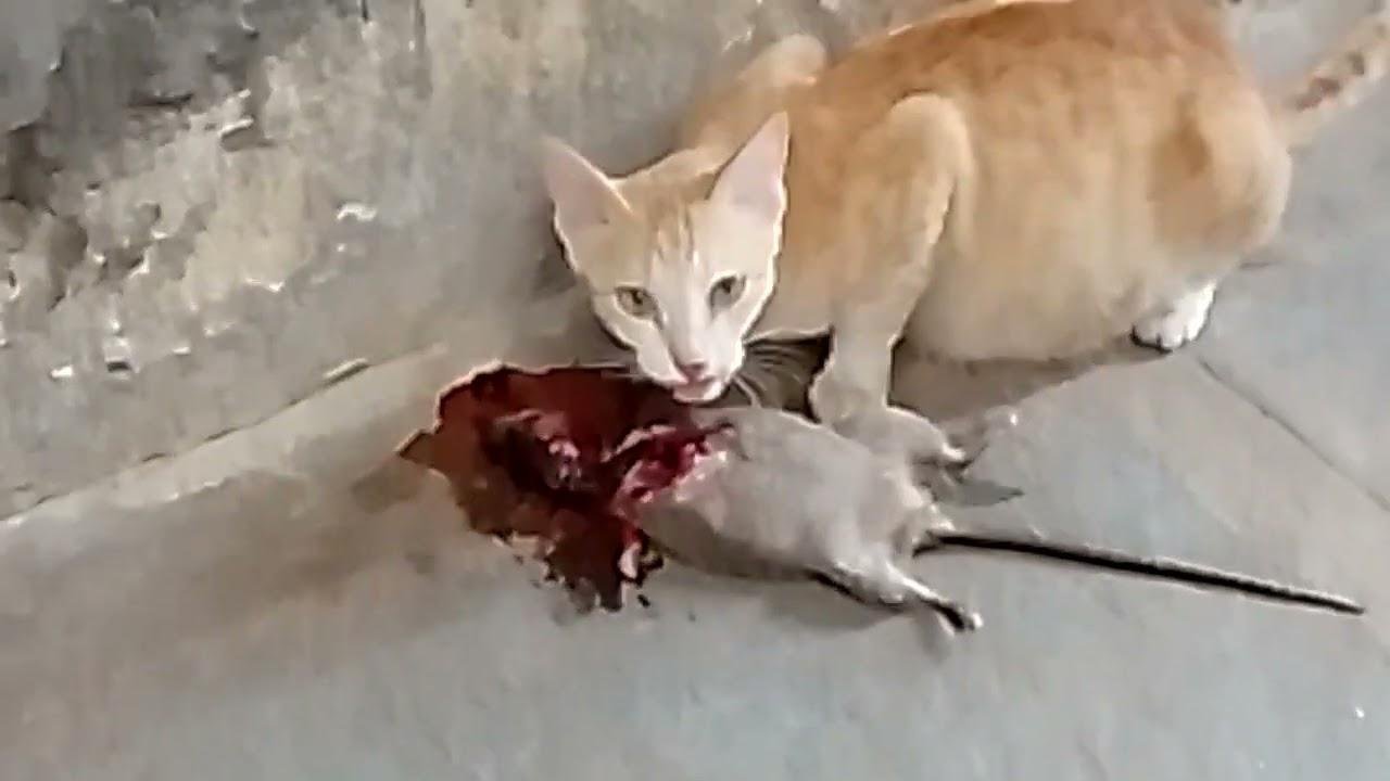 efault.jpg670a2f7ae5bea - Dream About Cat Eating Mouse – What It Represents