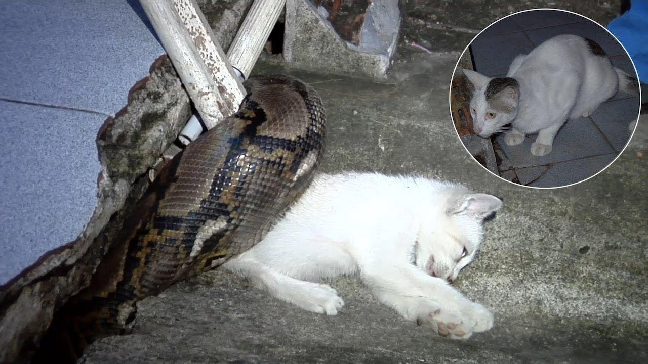 efault.jpg670b2f4626096 - Dream About Snake Eating Cat – Causes and Interpretations