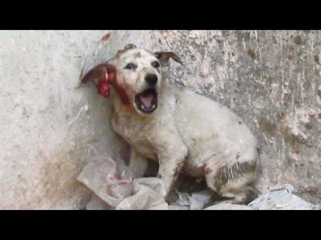 efault.jpg670c58bedad86 - Dream About Dog Getting Hurt – Exploring the Meaning
