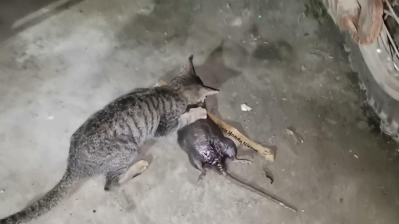 efault.jpg670c7567bc889 - Dream About Cat Eating Rat – Understanding Its Implications