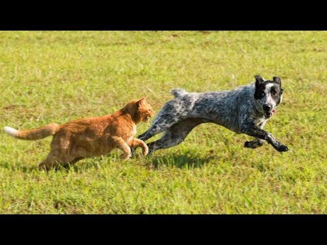 efault.jpg670d190f4c9ba - Dream About Dog Chasing Cat – Exploring the Meaning