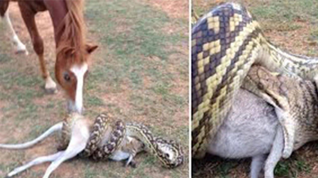 efault.jpg670ec5ad3d76e - Dream About Snake Eating My Dog – Decoding the Message