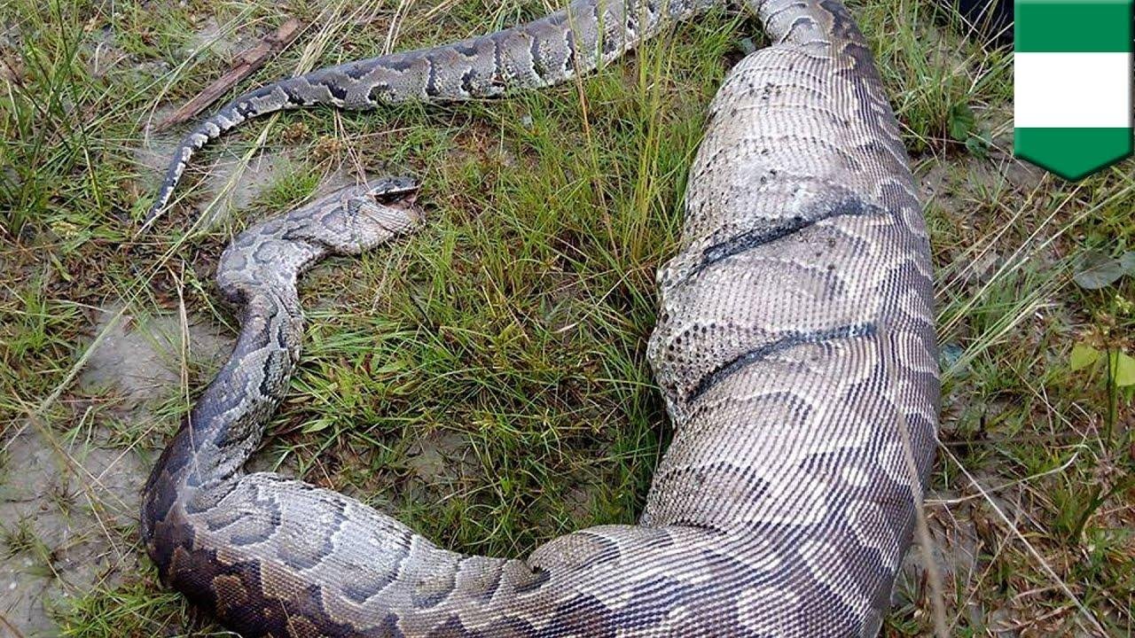 efault.jpg670ec5b41b6b1 - Dream About Snake Eating My Dog – Decoding the Message