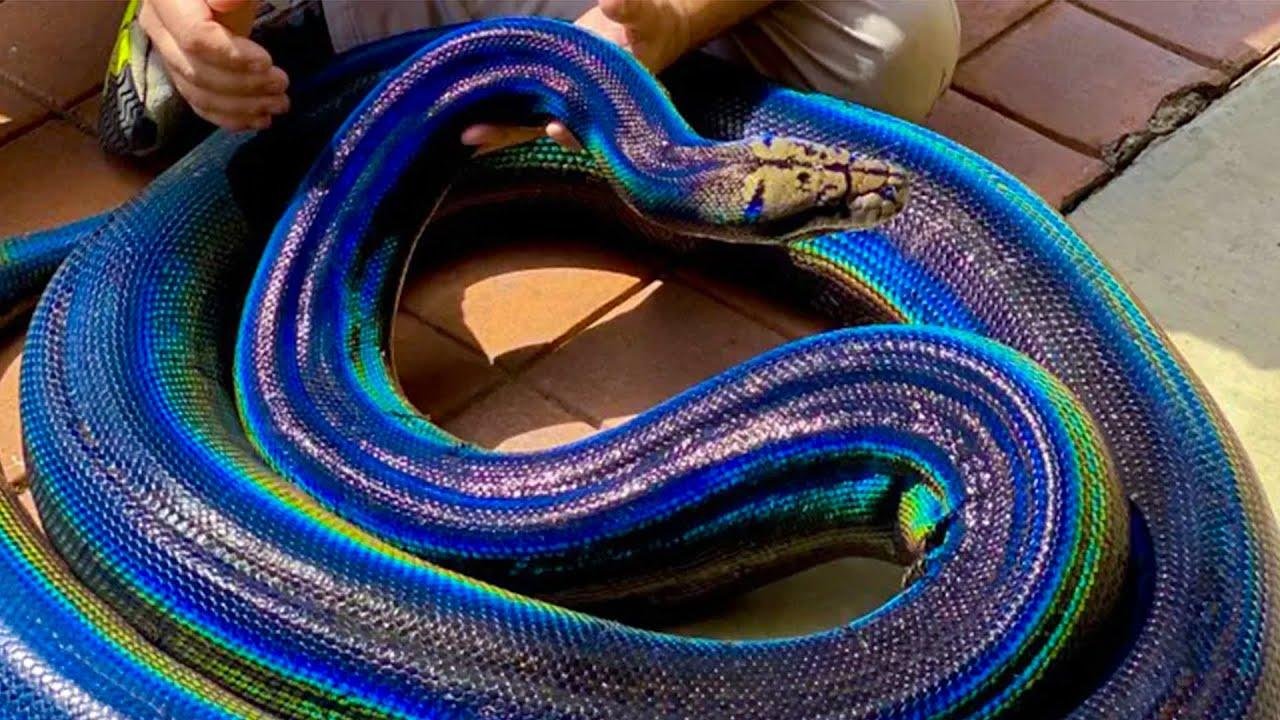 efault.jpg670f20ef565e6 - Dream About Rainbow Snake – Spiritual and Psychological Insights