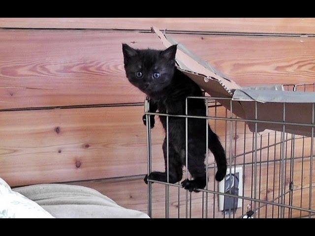 efault.jpg670f51440d18c - Dream About Cat Escaping – Decoding the Message