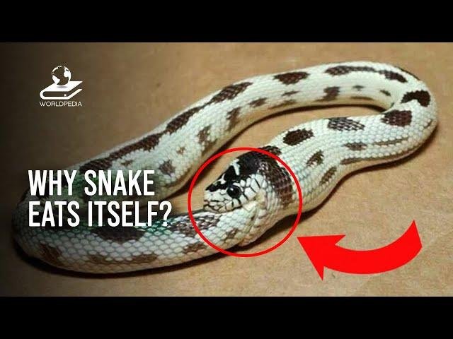 efault.jpg670f5173f1e6b - Dream About Snake Eating Itself – Causes and Interpretations
