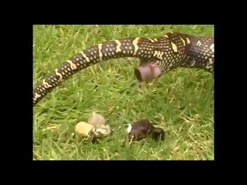 efault.jpg671018b70af1b - Dream About Snake Poop – Decoding the Message