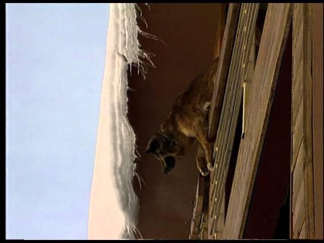 efault.jpg6710371ce1cb4 - Dream Of Dog Jumping Off Balcony – Symbolism and Significance