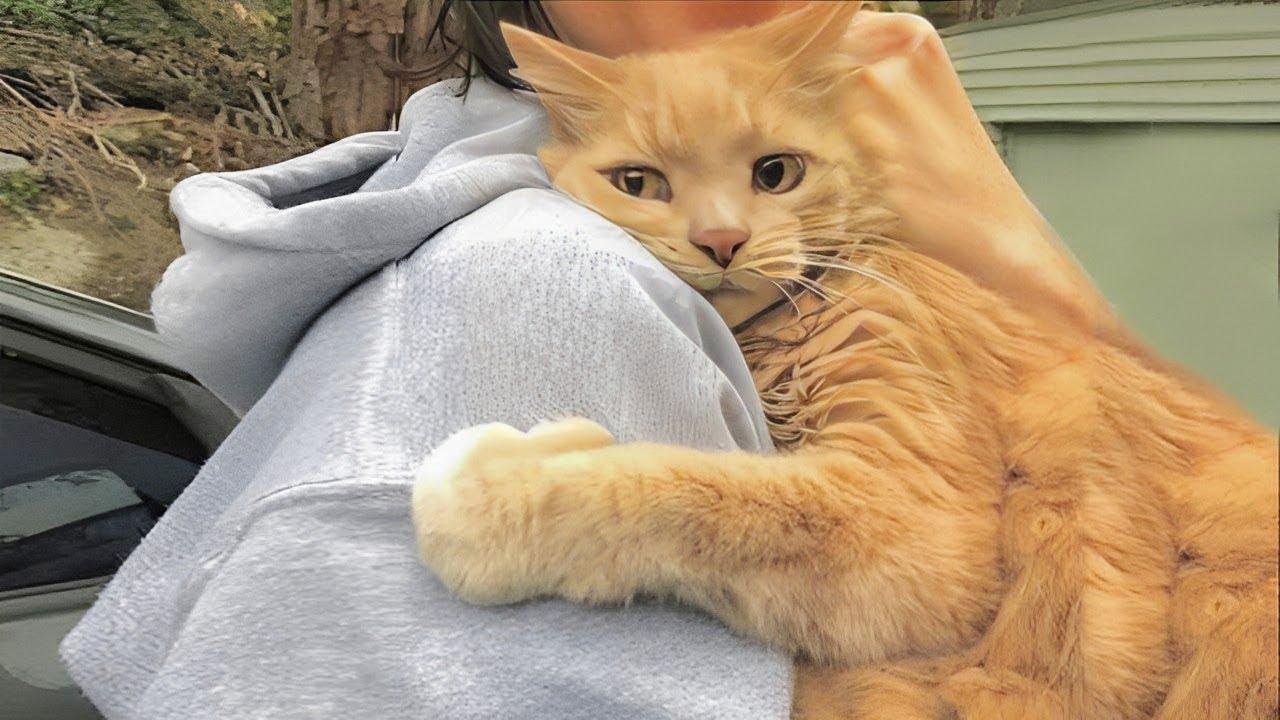 efault.jpg671086d852e4d - Dream About Cat Hugging Me – Causes and Interpretations