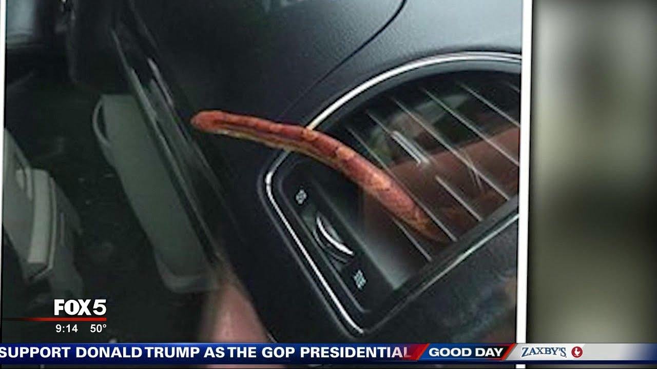 efault.jpg6710a31f63902 - Dream About Snake In Car – Understanding Its Implications