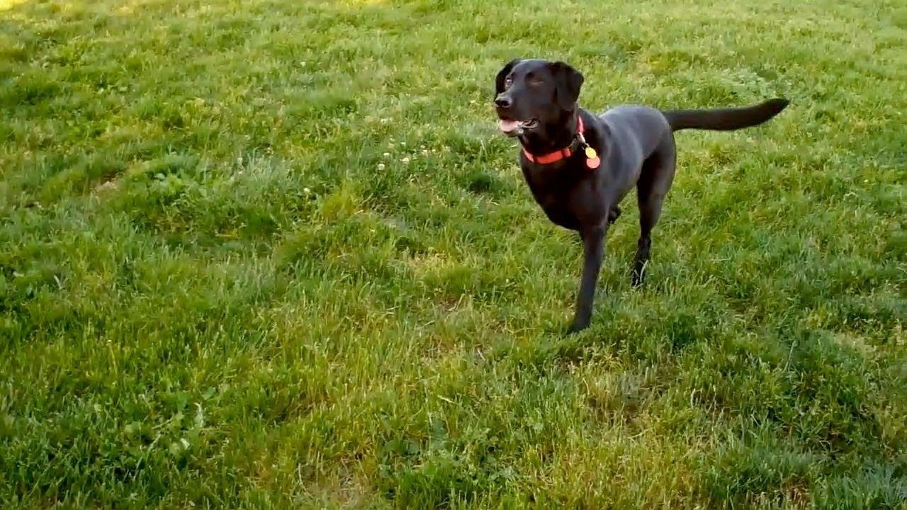 efault.jpg67111bb962145 - Dream About 3 Legged Dog – What It Could Indicate