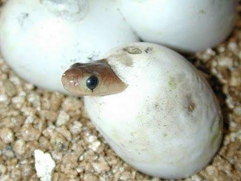 efault.jpg67115ae9ccf15 - Dream About Snake Having Babies – Symbolism and Significance
