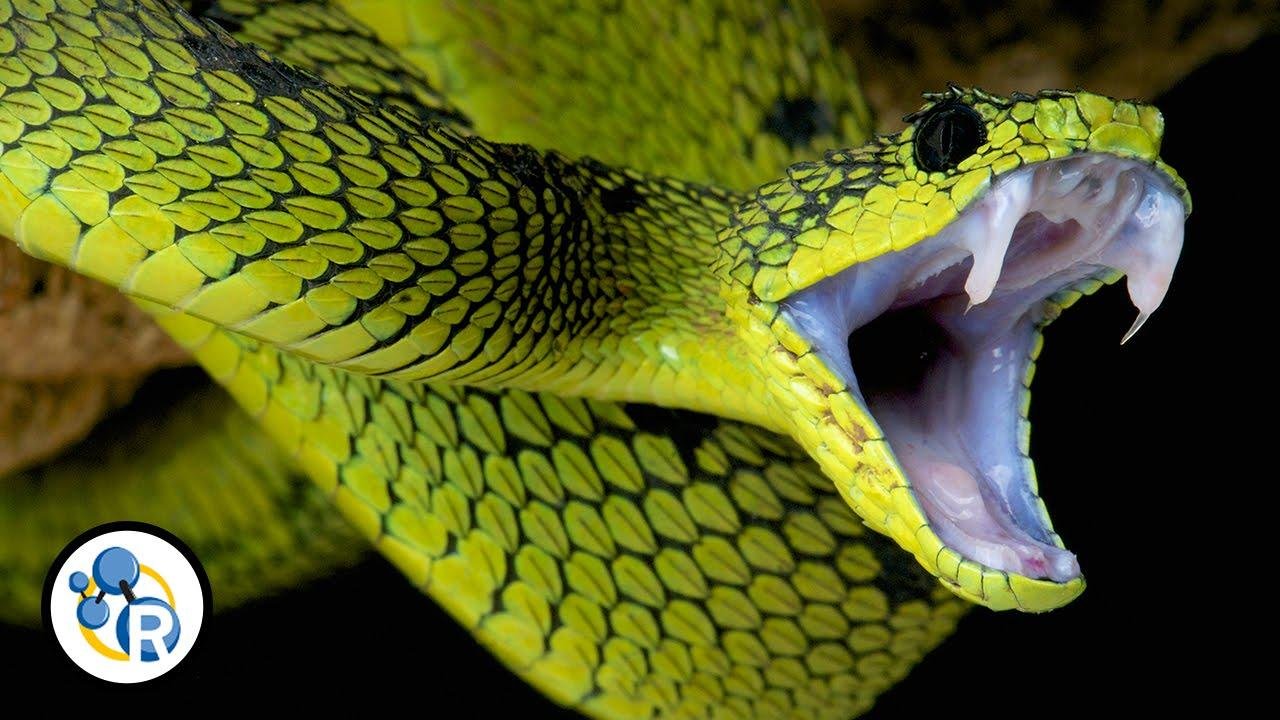 efault.jpg6711e512c78cd - Dream About Snake Hissing – Analysis and Explanation