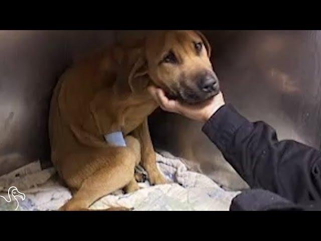 efault.jpg6712b593b001c - Dream About Dog Coming Back To Life – What It Represents