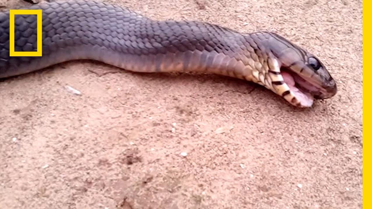 efault.jpg6712b5fbb9ea4 - Dream About Seeing Dead Snake – Causes and Interpretations