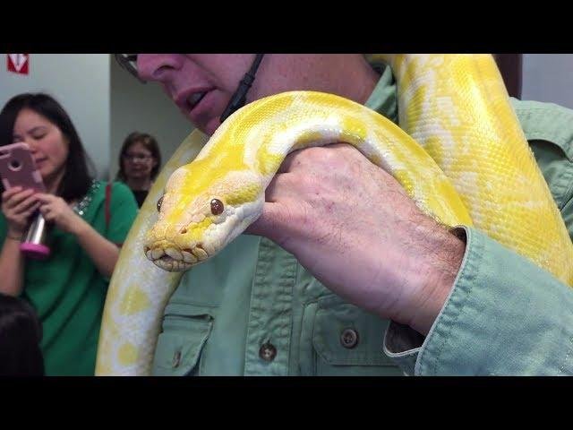 efault.jpg6713558b37259 - Dream About Yellow Snake In Islam – Spiritual and Psychological Insights