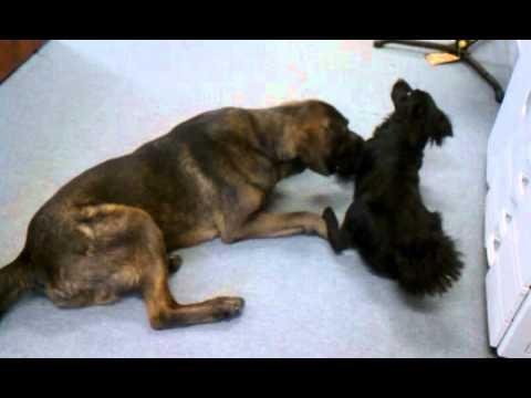 efault.jpg671398b888308 - Dream About A Dog Eating Another Dog – Causes and Interpretations