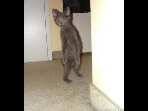 efault.jpg6713fb1288bb2 - Dream About Cat Walking On Hind Legs – Causes and Interpretations