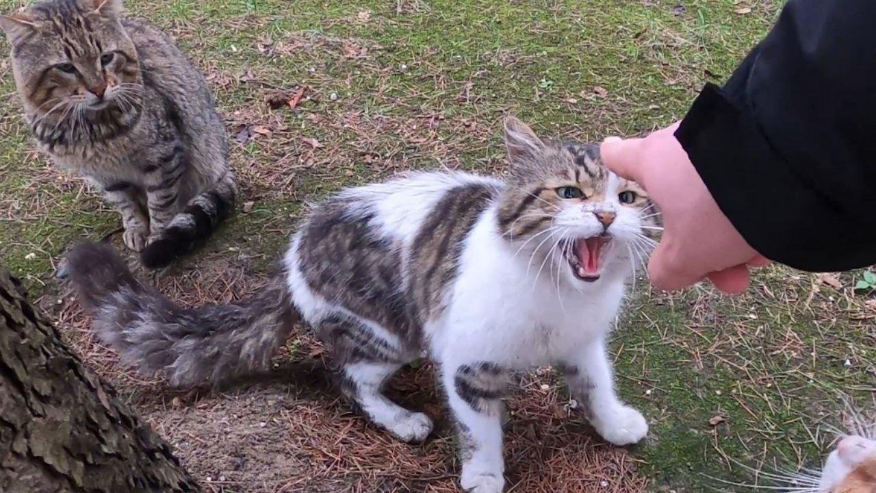 efault.jpg67142cc11f55b - Dream About Being Attacked By A Cat – What It Could Indicate