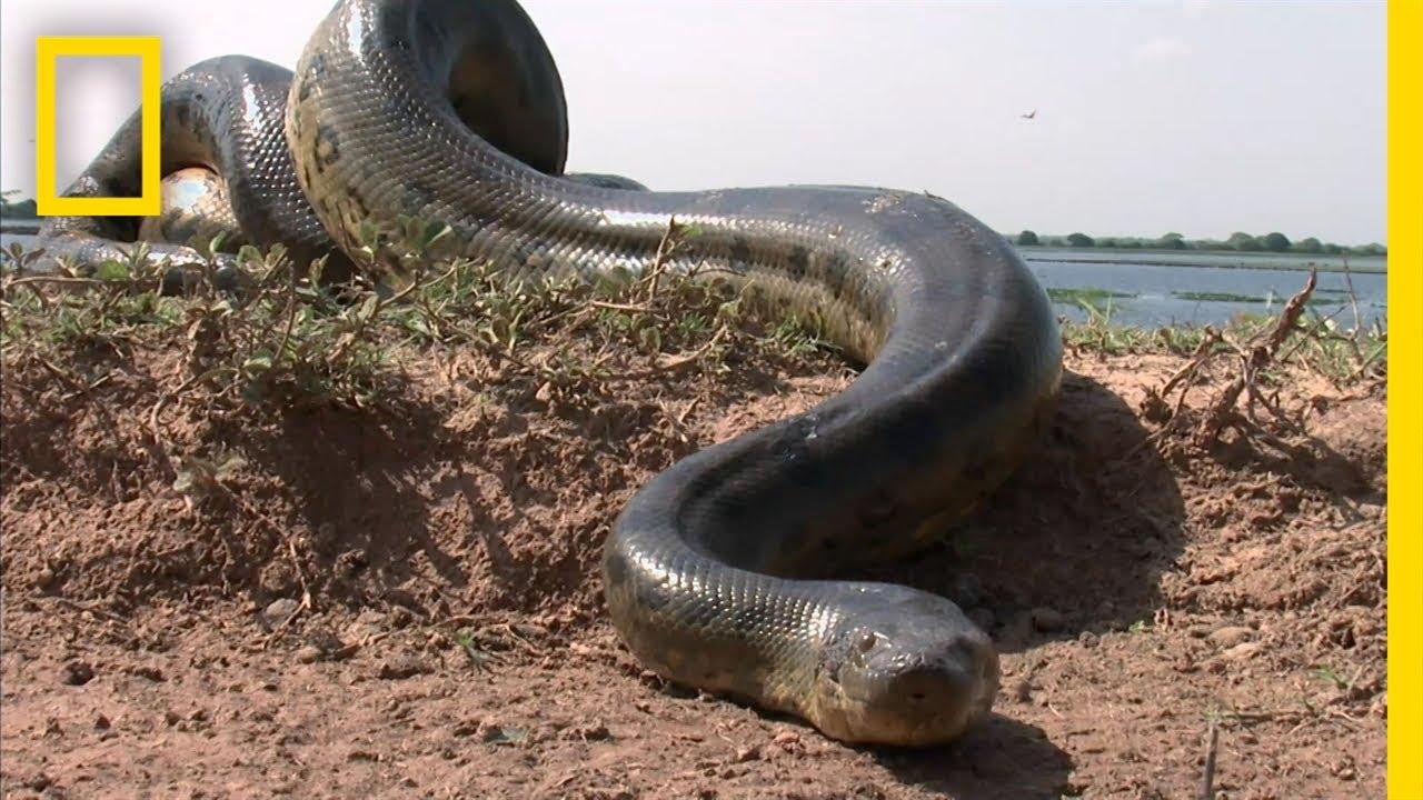 efault.jpg67162bd631a5b - Dream About Big Snake Islam – Understanding Its Implications