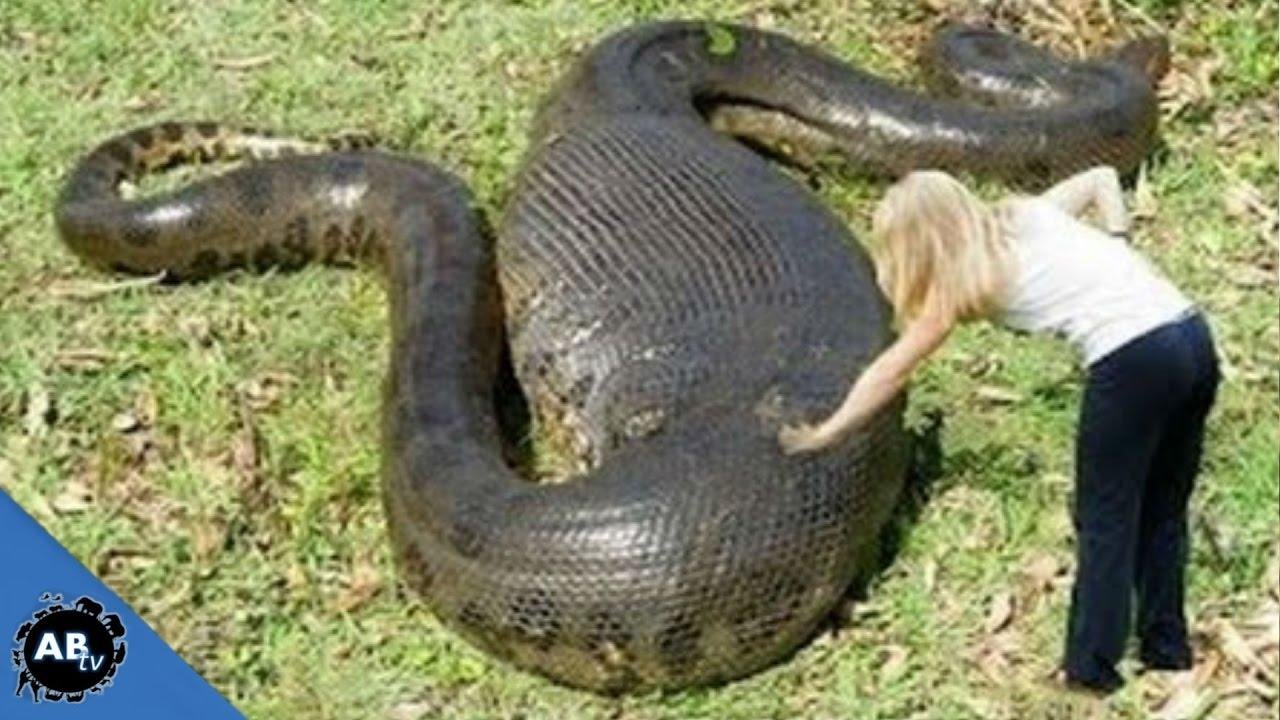 efault.jpg67162be052087 - Dream About Big Snake Islam – Understanding Its Implications