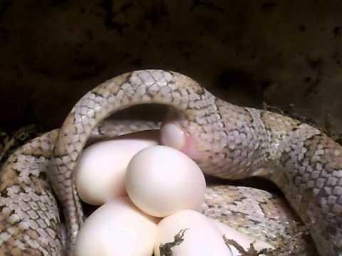 efault.jpg67171c51efba2 - Dream About Snake Laying Eggs – Exploring the Meaning