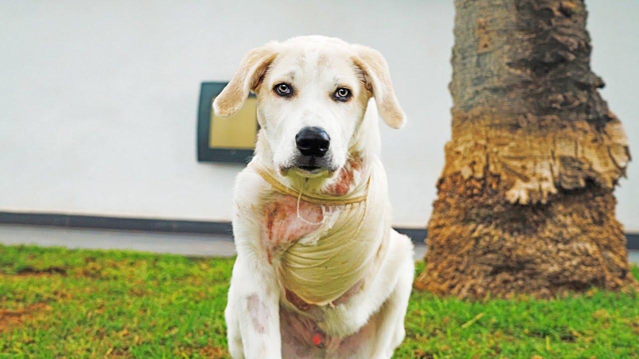 efault.jpg671745ae96884 - Dream About Dog Losing Leg – Exploring the Meaning