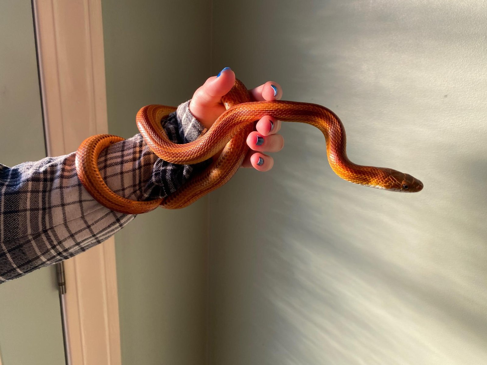 eimage - Dream About Pet Snake – Causes and Interpretations