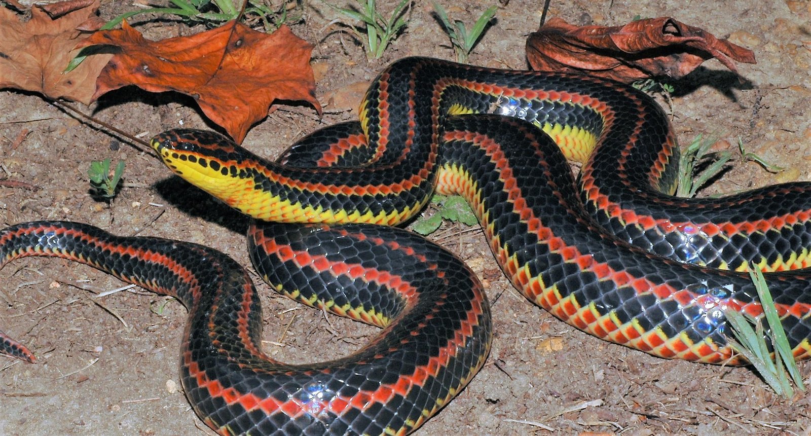 ery TV - Dream About Rainbow Snake – Spiritual and Psychological Insights