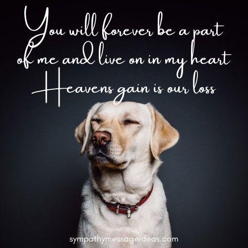 f04d4a - Dream About Dog Passing Away – Analysis and Explanation