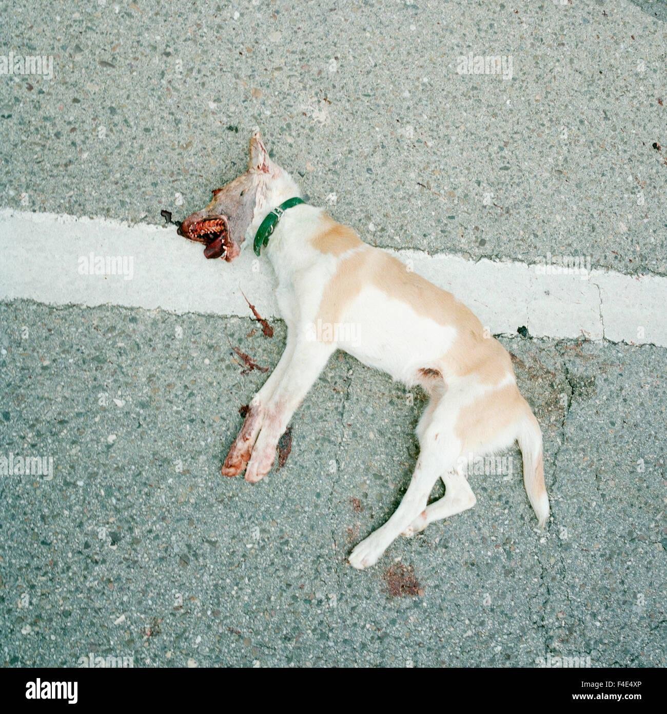 f4e4xp.jpg671189c0698ea - Dream About Dead Dog Islam – What It Represents