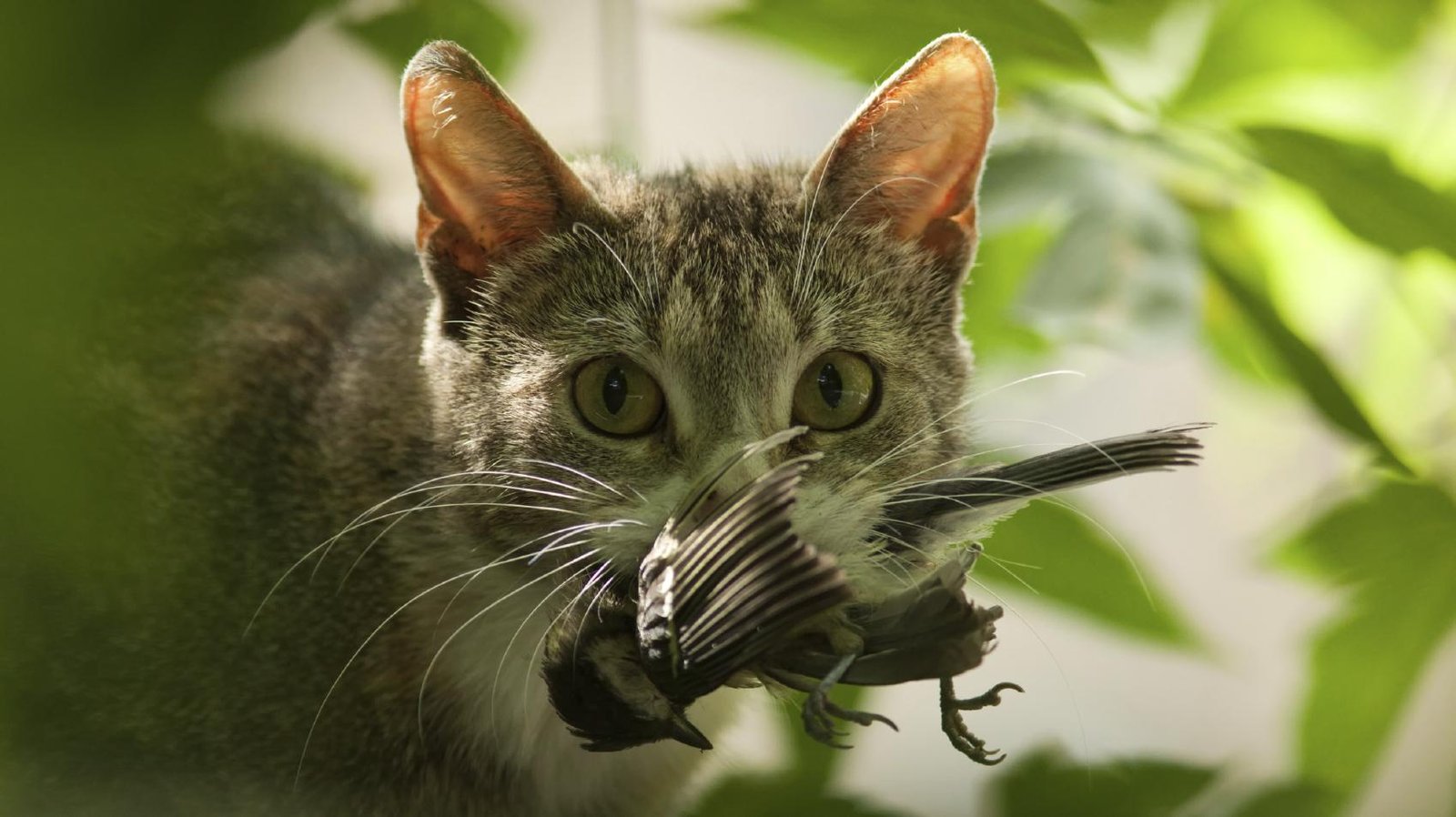 fcb2e3.jpg670ff7ab6c541 - Dream About Cat Killing Bird – Decoding the Message