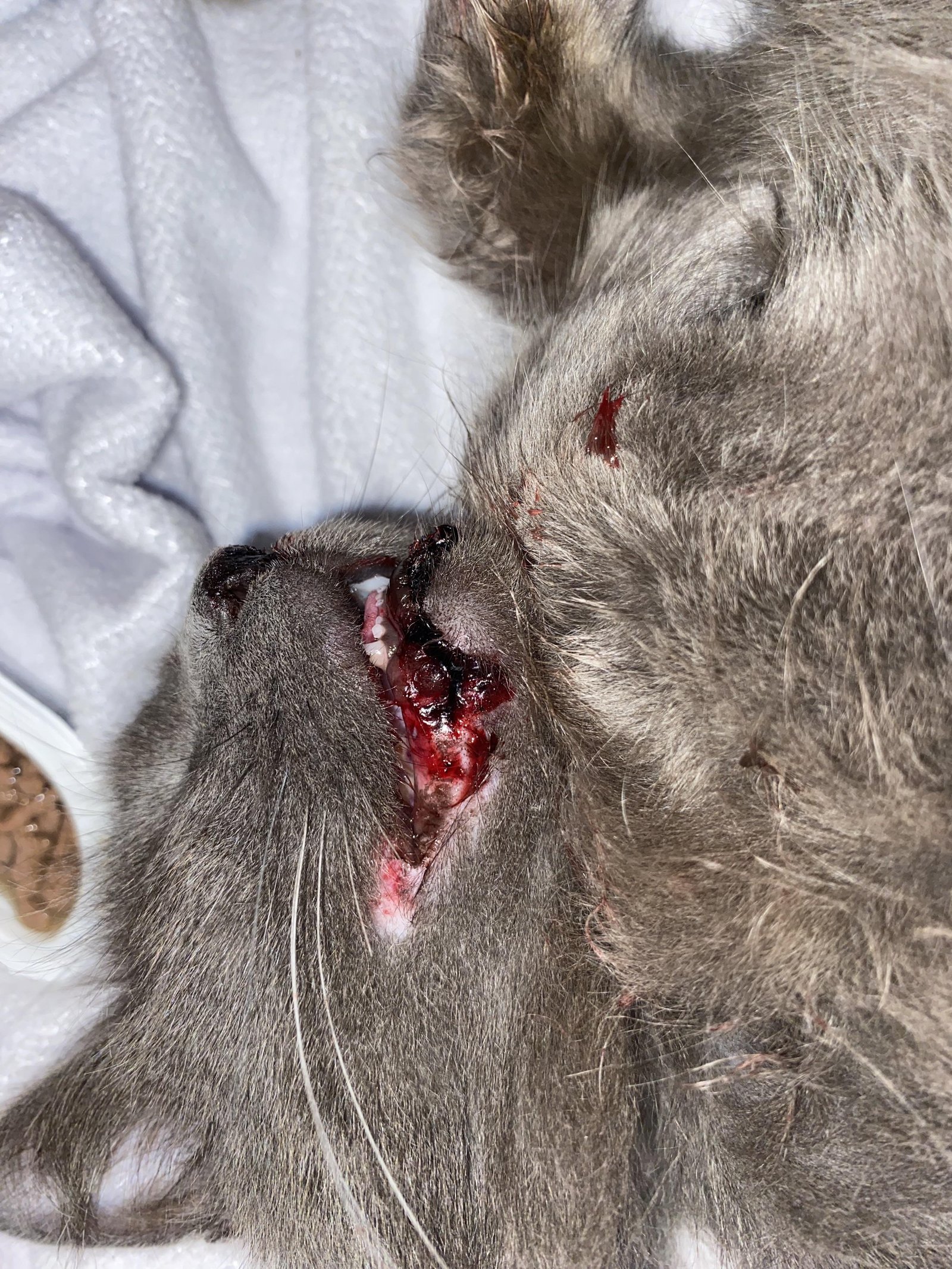 fhgpa1 - Dream About Cat Bleeding – What It Could Indicate