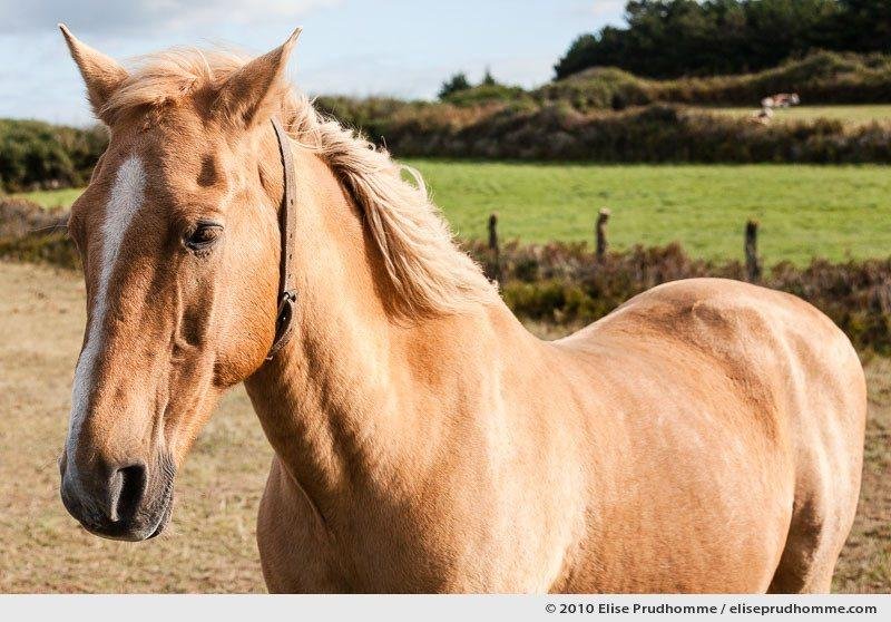 france - Dream About A Light Brown Horse – Symbolism and Significance