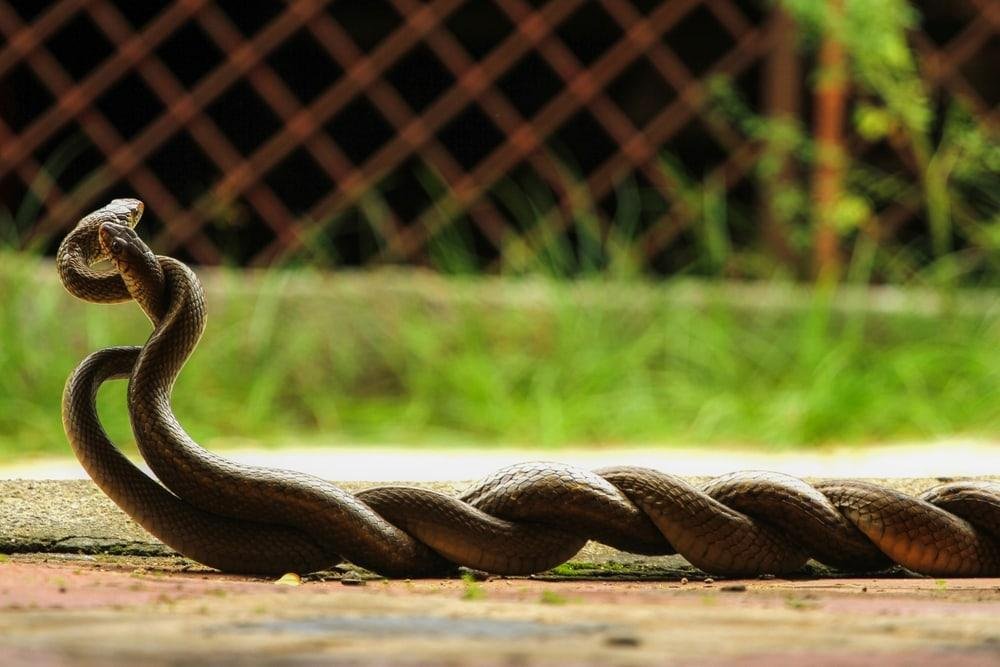 g 1122 - Dream About Snake Mating – What It Could Indicate