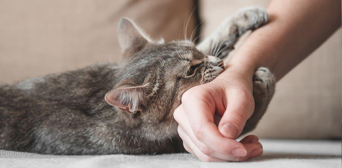 g hand.jpg670eff561c5e6 - Dream About Cat Biting My Hand – Analysis and Explanation