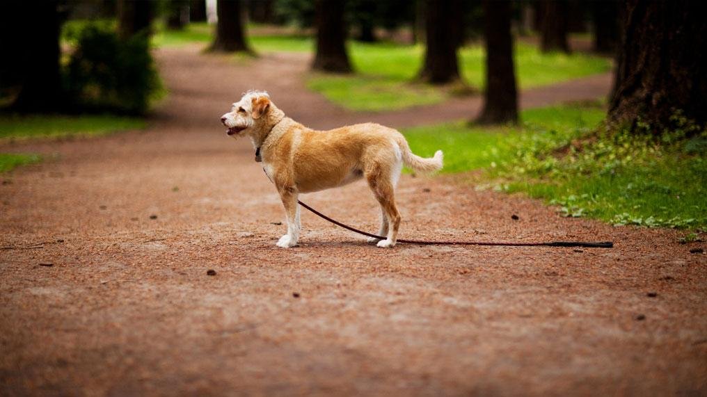 g lost - Dream About My Dog Going Missing – Causes and Interpretations
