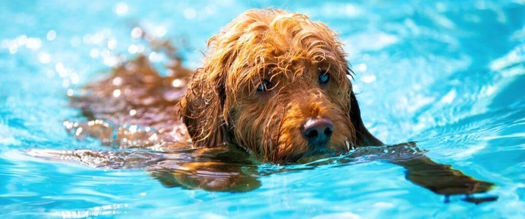 g pets - Dream About Dog Drowning In Water – Exploring the Meaning