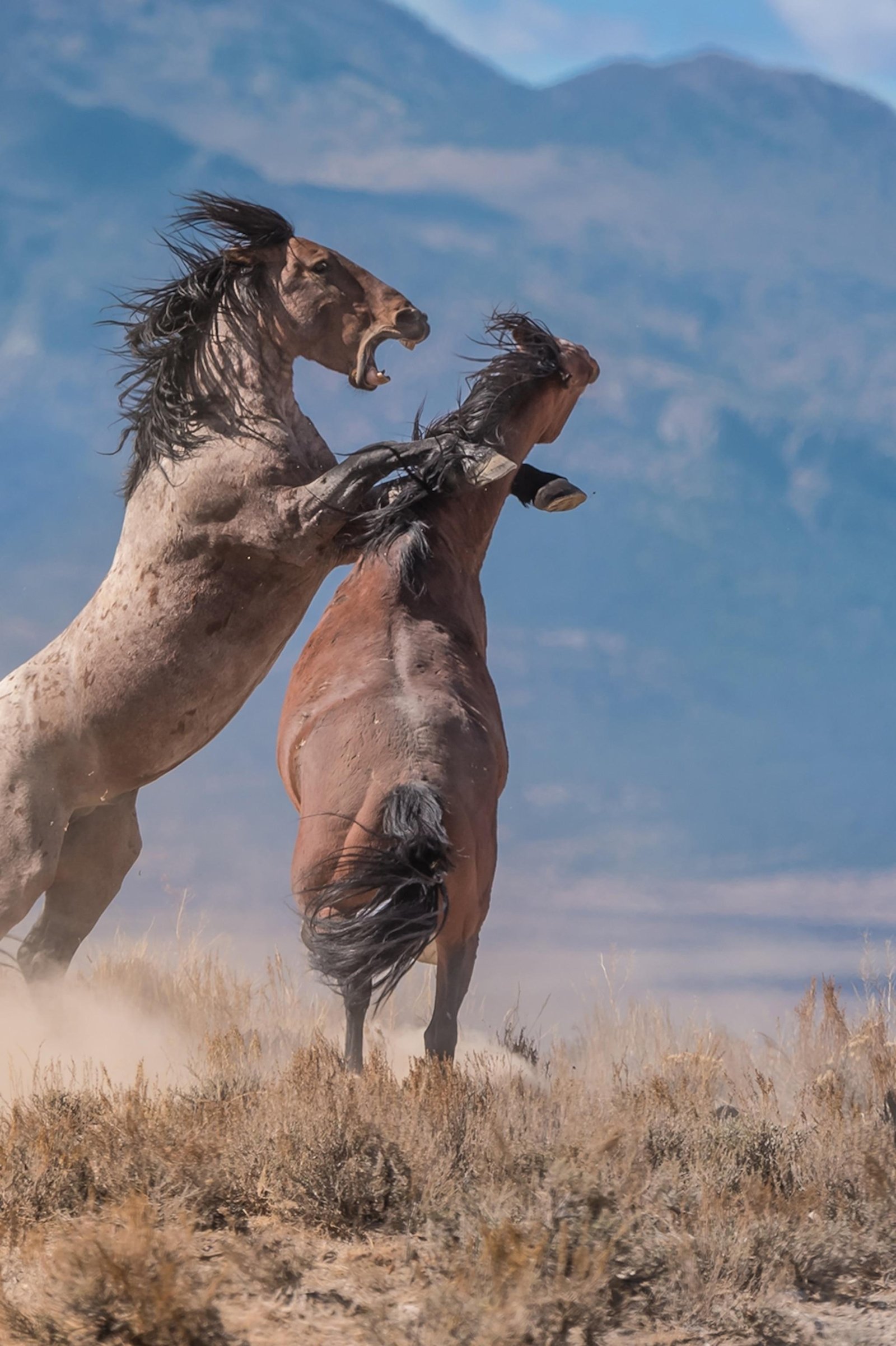 g1 2x3 - Dream About Wild Horses – Symbolism and Significance